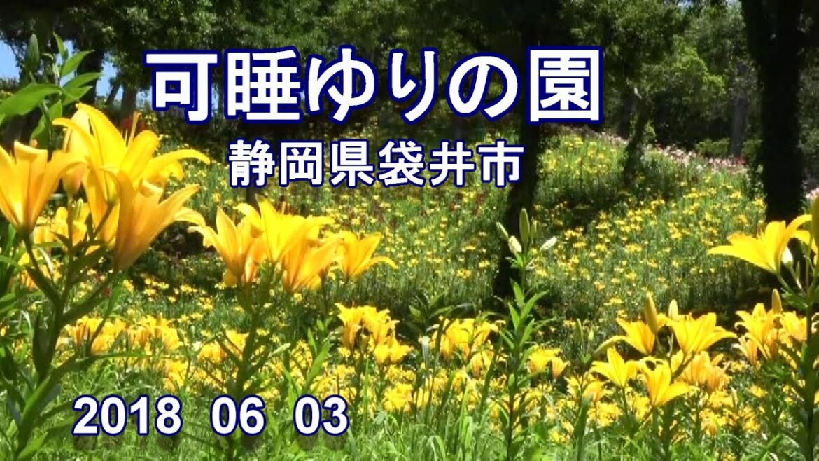 可睡ユリの園　静岡県袋井市　2018  06  03